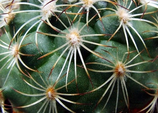 Turbinicarpus _saueri _03